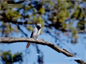 BF Masked Woodswallow female 10 October 2019.jpg