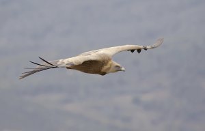 Griffon Vulture