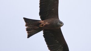 Black kite