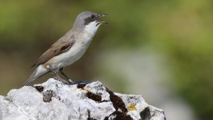 lesser whitethroat