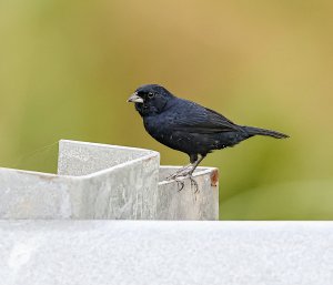 Blue-black Grasquit (male)