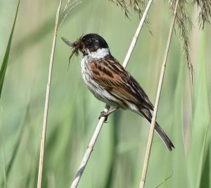Male Reed bunting, with a full mouth!