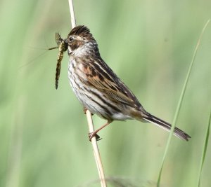 Female Reed bunting