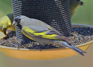 A Rare Visitor – Lawrence’s Goldfinch