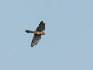 Female kestrel in flight