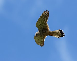 Kestrel