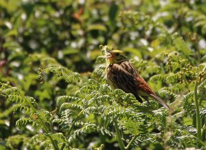 Singing Yellowhammer