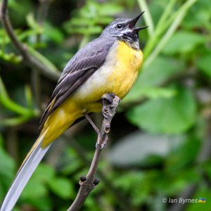 GREY WAGTAIL