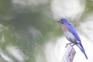 Bluebird getting it nesting material