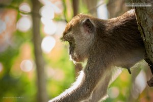 Long-tailed macaque, Borneo