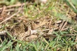 Common Toad