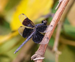 Black-winged Dragonlet