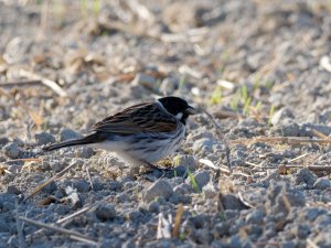 Male reed bunting
