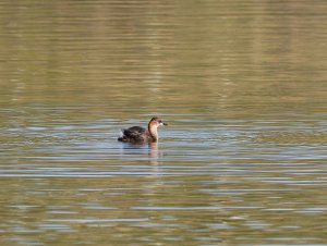 Dabchick