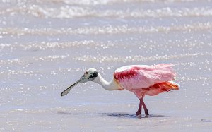 Roseate Spoonbill