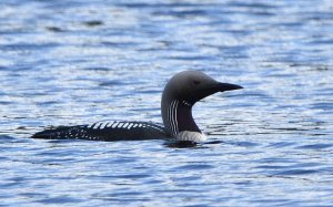 Black-throated diver