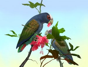 white-crowned parrot eating Hibiscus flowers