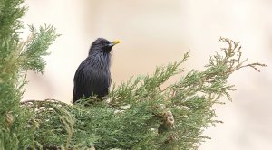 Spotless Starling