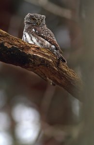 Owld one......Pygmy owl 2011