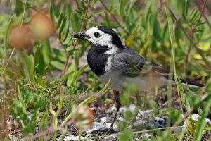 White wagtail with prey