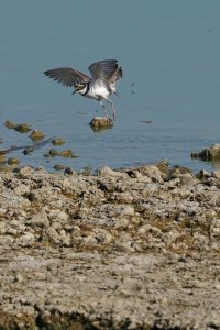 Little ringed plover