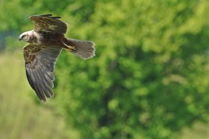 Western marsh harrier