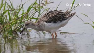 Lakescape - 706 : Ruff : behavior-feeding on grass shoots : Amazing Wildlife of India by Renu Tewari and Alok Tewari