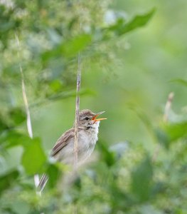 Blyth's reed warbler