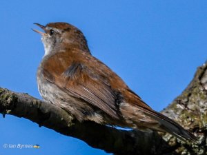 CETTIS WARBLER