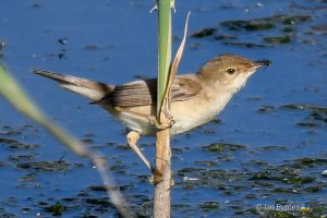 _DSC3REED WARBLER 166.jpg