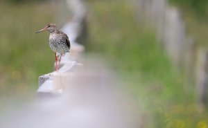 Common redshank