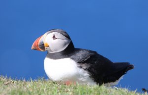 Puffin