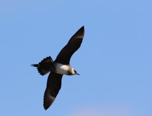 Pale phase Arctic Skua