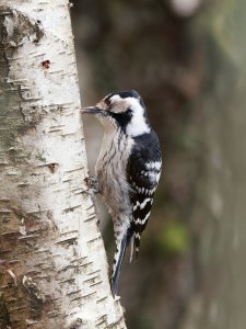 Female lesser spotted woodpecker foraging