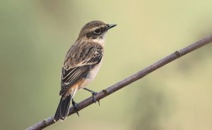 Asian stonechat