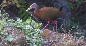 Brown Wood Rail