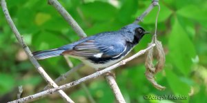 Black-throated BlueWarbler