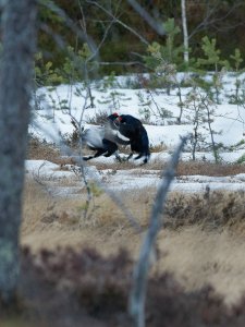 Black grouse males fighting during lek