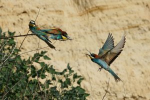 European bee-eater