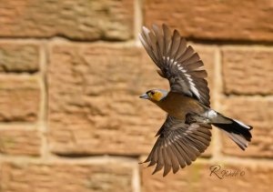 Male Chaf in Flight