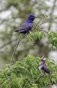 Purple Martin (male & juvenile)