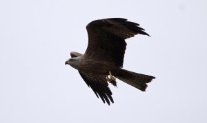 Black kite