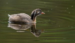 Little grebe....juvenile