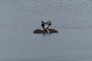Great Crested Grebes.JPG