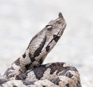 Portrait of a Male Horned Viper