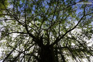 Old Tree, Borneo