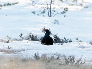 Male black grouse in the snow