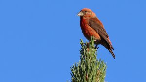 red crossbill (male)
