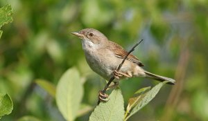 Common whitethroat