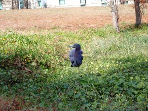 Little Blue Heron